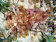 Photo:B. & S. Koretz;  Click for a larger photo